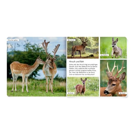 Coppenrath Die Spiegelburg Pappbilderbuch Meine liebsten Tiere im Wald